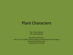 Plant Plant Characters2.pptx