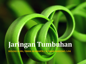 Jaringan Tumbuhan