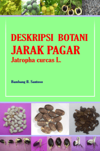 1-Deskripsi Botani Jarak Pagar-Bambang BS