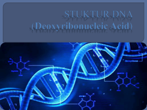 STUKTUR DNA - Web Maslihatul Umah