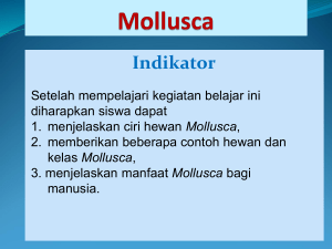 Mollusca - Web Site Biologi Yuhayuyu