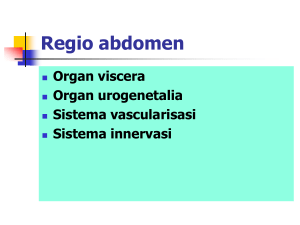 Regio abdomen