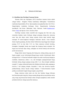 II. TINJAUAN PUSTAKA 2.1. Klasifikasi dan Morfologi Tanaman