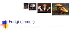 Fungi / Jamur