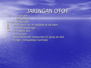 JARINGAN OTOT