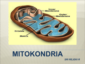 Mitokondria memiliki DNA dan Ribosom sendiri