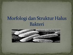 2. Morfologi dan Struktur Halus Bakteri