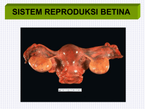 sistem-reproduksi