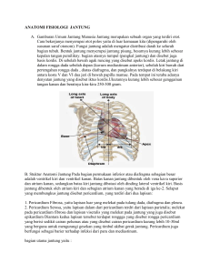 anatomi fisiologi jantung