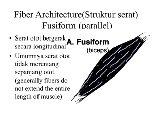 Fiber Architecture Fusiform (parallel)