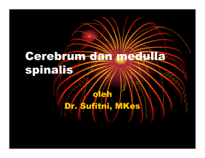 Cerebrum dan medulla spinalis