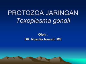 Toxoplasma gondii - Repository Unand