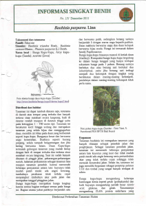 Bauhinia purpurea. Linn - Sistem Informasi Perbenihan Tanaman