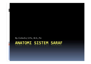 ANATOMI SISTEM SARAF