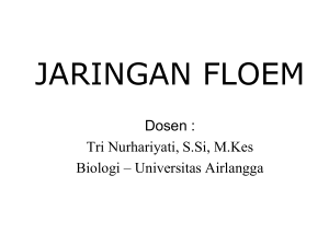 Anatomi-Floem compress - Biologi 2010 Universitas Airlangga