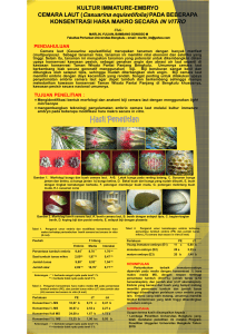 CEMARA LAUT (Casuarina equisetifolia)