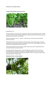 Tanaman Obat Seledri (Apium graveolens)