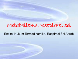 Metabolisme: Respirasi sel