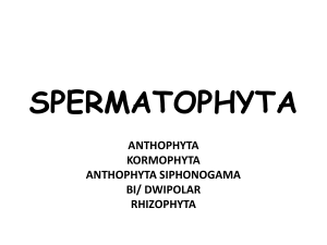 SPERMATOPHYTA