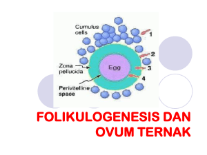 Folikulogenesis