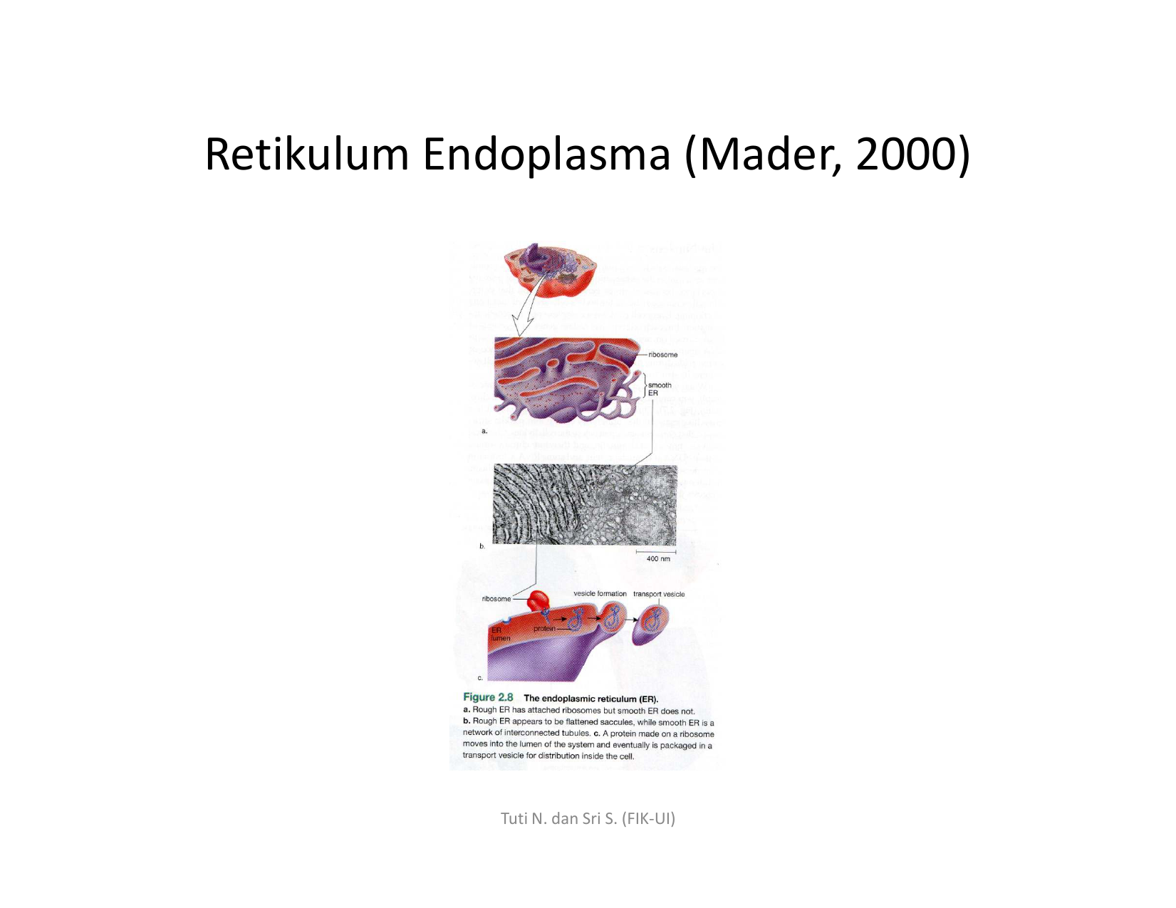 Retikulum Endoplasma. 