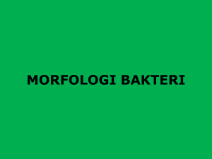 morfologi bakteri