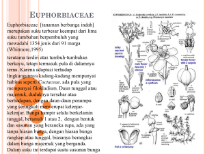 Euphorbiaceae - WordPress.com