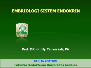 EMBRIOLOGI SISTEM ENDOKRIN Prof. DR. dr. Hj. Yanwirasti, PA