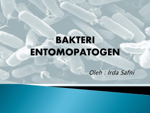 bakteri entomopatogen
