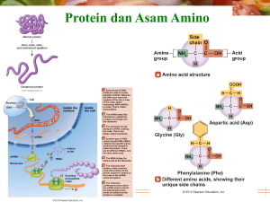 Protein dan Asam Amino
