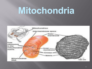 5.Bioenergy Metabolism(Mitokondria)