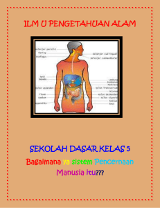 A. Organ-Organ Pencernaan