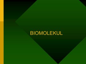 4_biomolekul - Msp.Ummi.ac.id