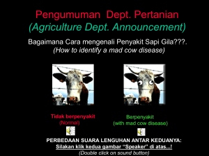 Sapi sehat dan Sapi gila