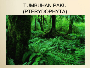 Tumbuhan Paku / Pterydophyta