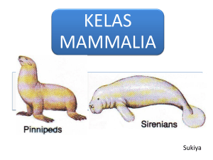 6-mammal