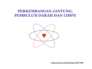 perkembangan jantung, pembuluh darah dan limfe