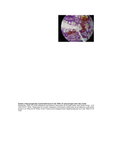 Gambar.3 Hasil pengecatan imunohistokimia bcl