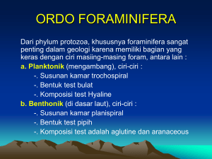 ordo foraminifera