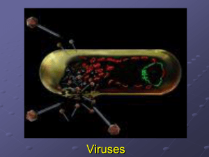 (prokaryotes) viruses attack eukaryotic cells.