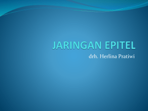 Jaringan epitel - Herlina Pratiwi, DVM.