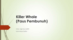Killer Whale (Paus Pembunuh)