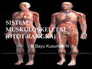 anfis-sistem-muskuloskeletal
