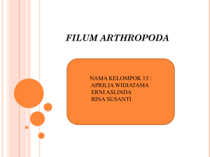FILUM ARTHROPODA
