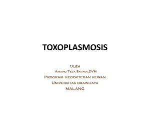 toxoplasmosis - Blog UB