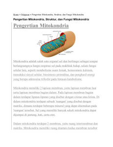 Pengertian Mitokondria