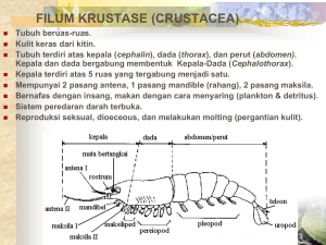 Crustacea (Entomostraca)