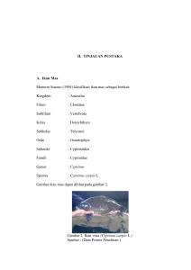 7 II. TINJAUAN PUSTAKA A. Ikan Mas Menurut Suseno (1994