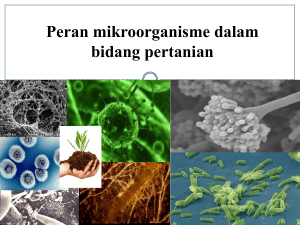 Peran mikroorganisme dalam bidang pertanian