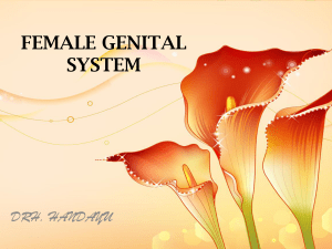 female genital system